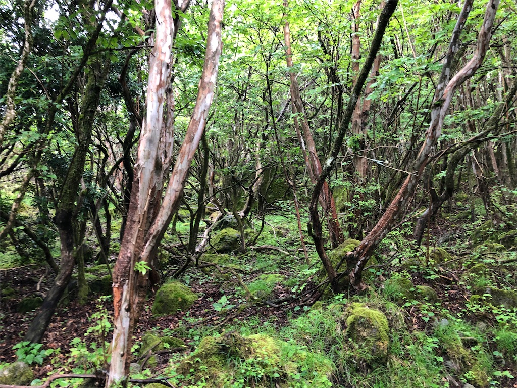 f:id:hidehiker:20210701205731j:image