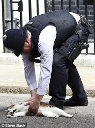 Chief Mouser To The Cabinet Office ラリーの更迭と猫の任務について Hidehirato S Blog 旧 あんずは怒り そして笑うのだ