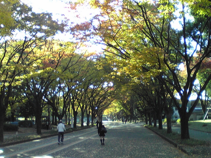 f:id:hidehori1968:20101111123100j:image