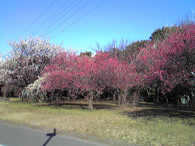 f:id:hidehori1968:20110311093050j:image