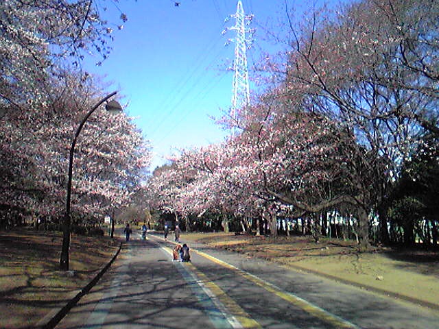f:id:hidehori1968:20110405084245j:image