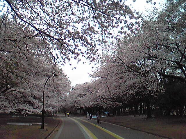 f:id:hidehori1968:20110409083931j:image