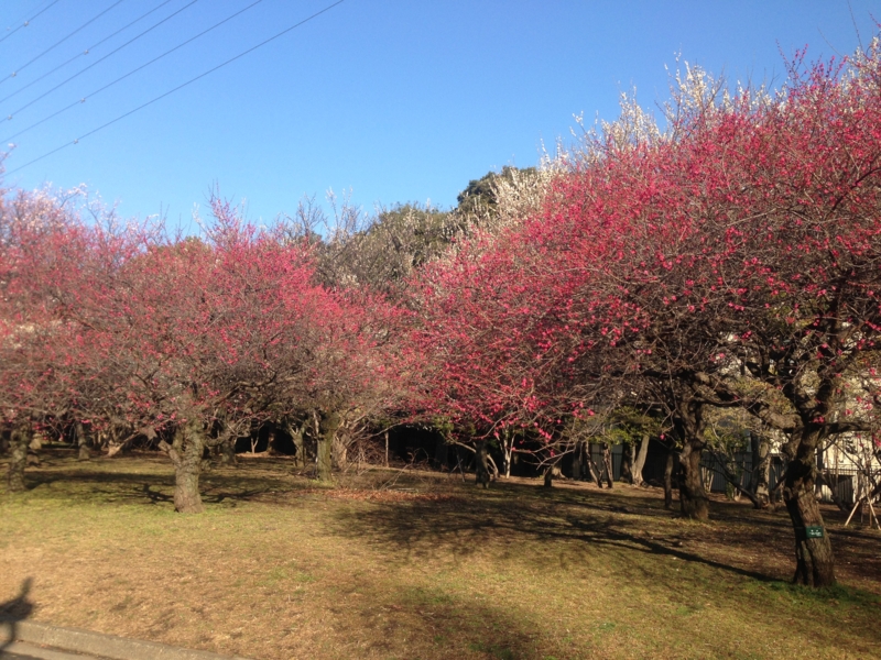 f:id:hidehori1968:20130306173402j:image:w640