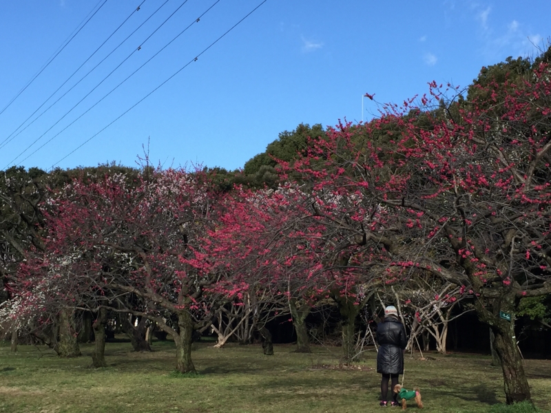 f:id:hidehori1968:20150311085133j:image:w640