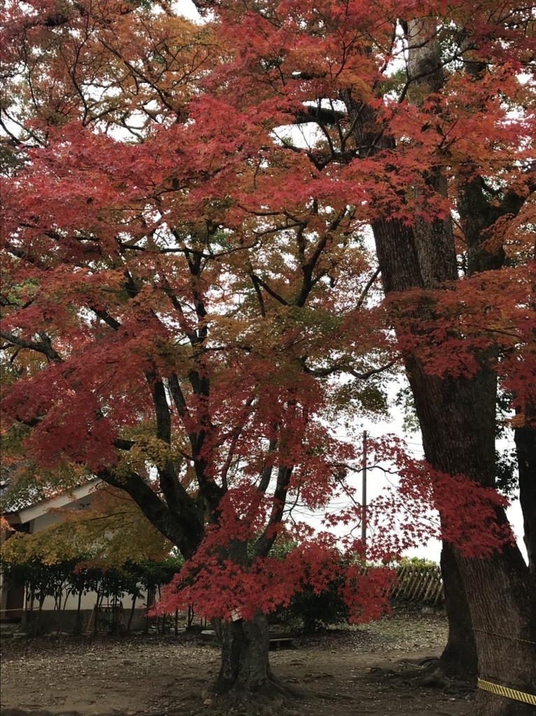 f:id:hidejirokun:20181222213139j:plain f:id:hidejirokun:20181222213139j:plain