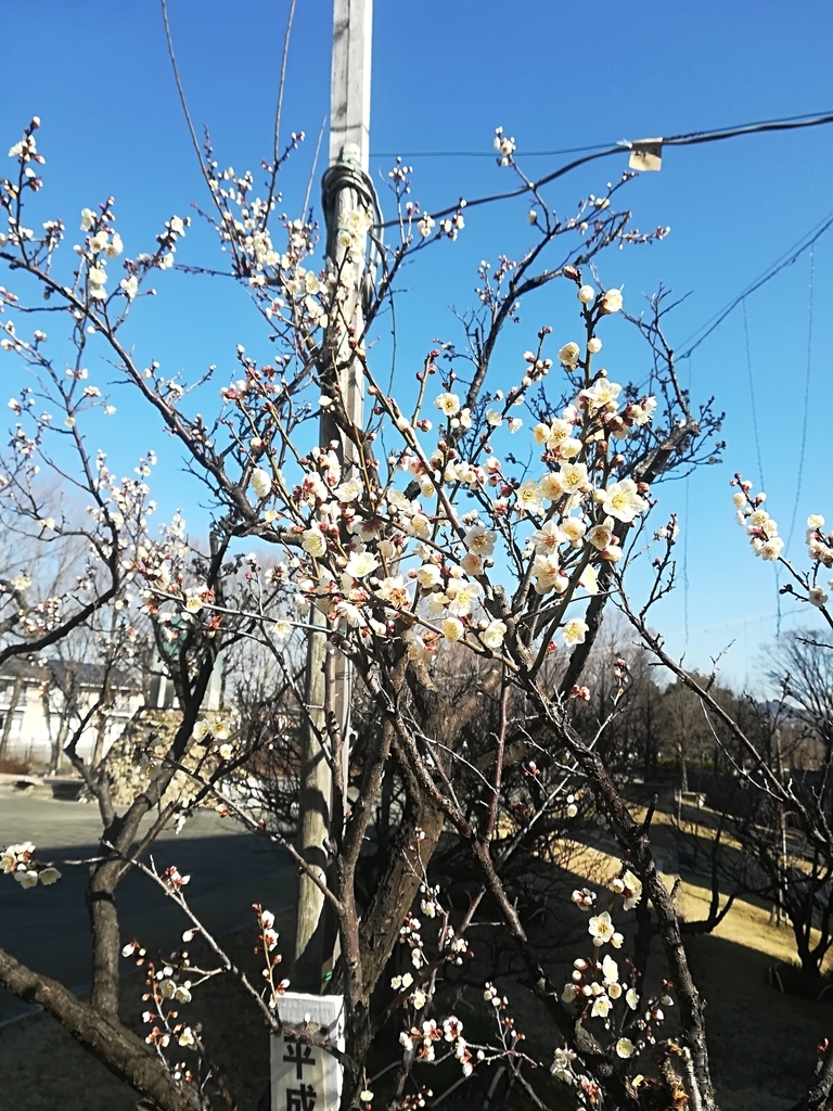 f:id:hidejirokun:20190130161031j:plain f:id:hidejirokun:20190130161031j:plain