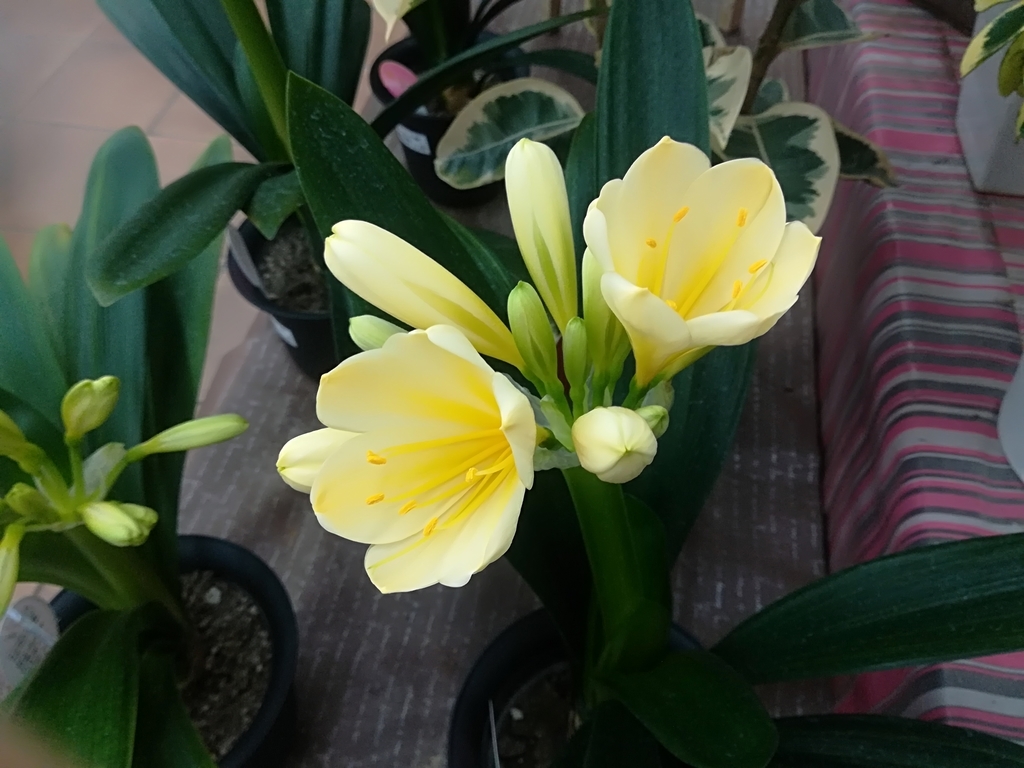 f:id:hidejirokun:20190218124908j:plain f:id:hidejirokun:20190218124908j:plain