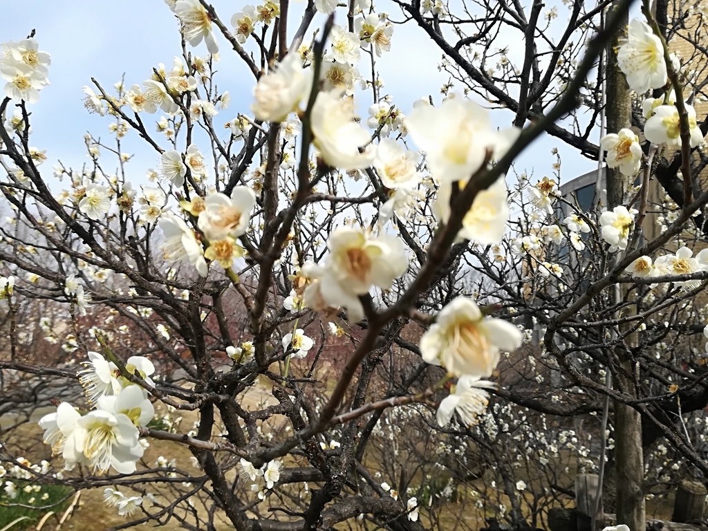 f:id:hidejirokun:20190223173509j:plain f:id:hidejirokun:20190223173509j:plain