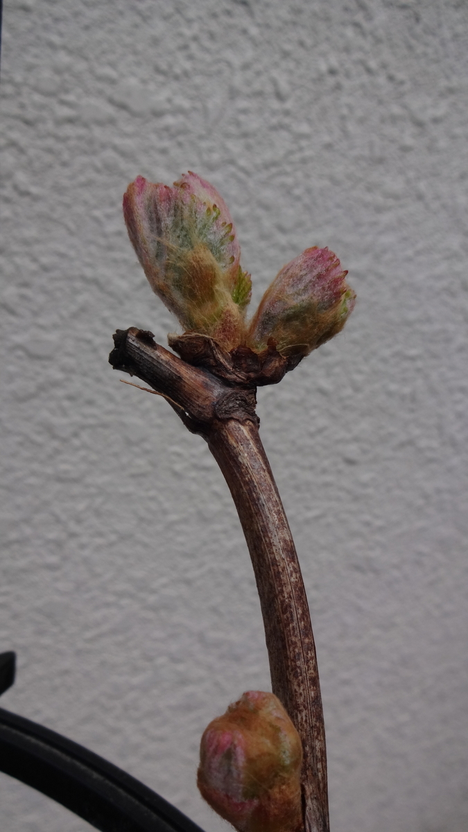 f:id:hidejirokun:20190407143354j:plain f:id:hidejirokun:20190407143354j:plain