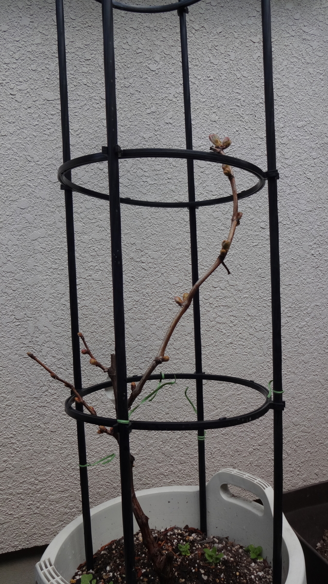 f:id:hidejirokun:20190407143548j:plain f:id:hidejirokun:20190407143548j:plain