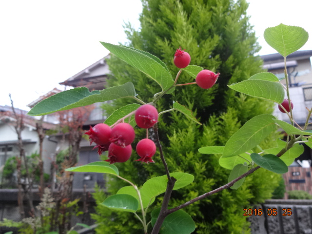 f:id:hidejirokun:20190407153656j:plain f:id:hidejirokun:20190407153656j:plain