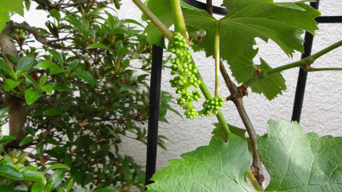 f:id:hidejirokun:20190510204725j:plain f:id:hidejirokun:20190510204725j:plain