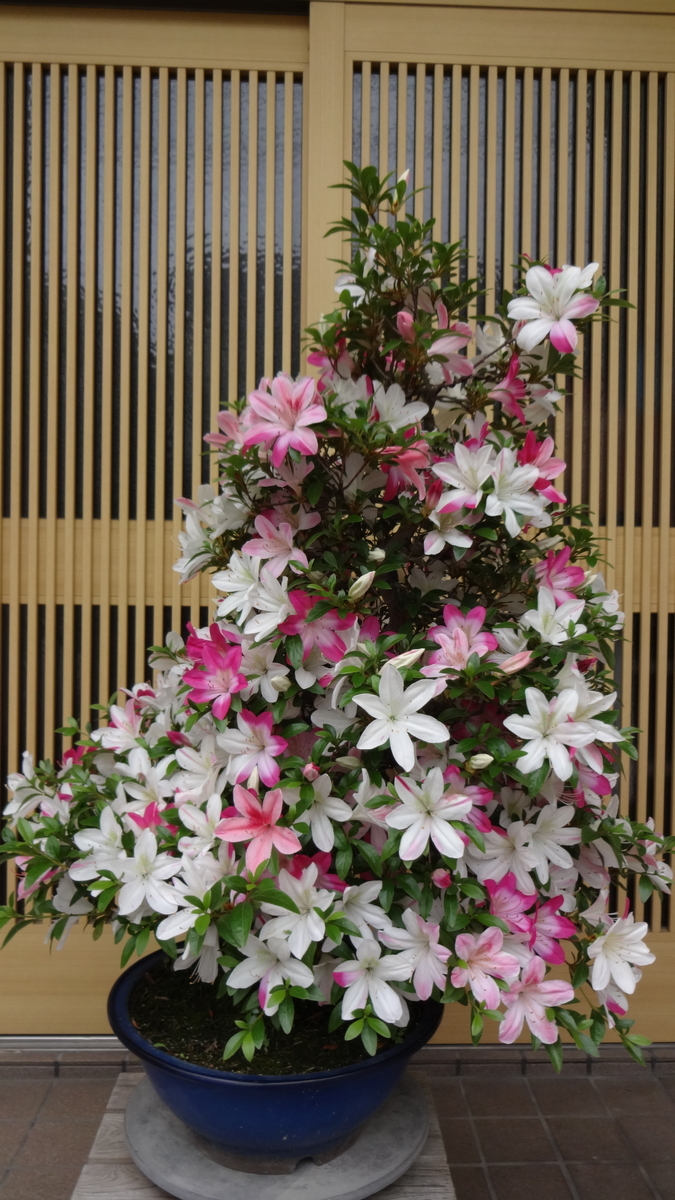 f:id:hidejirokun:20190518144309j:plain f:id:hidejirokun:20190518144309j:plain