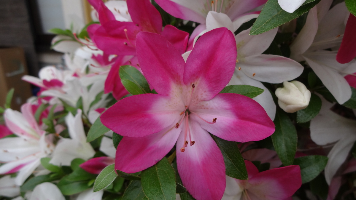 f:id:hidejirokun:20190518145443j:plain f:id:hidejirokun:20190518145443j:plain