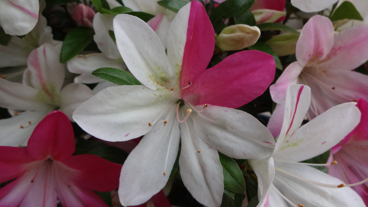 f:id:hidejirokun:20190518145545j:plain f:id:hidejirokun:20190518145545j:plain
