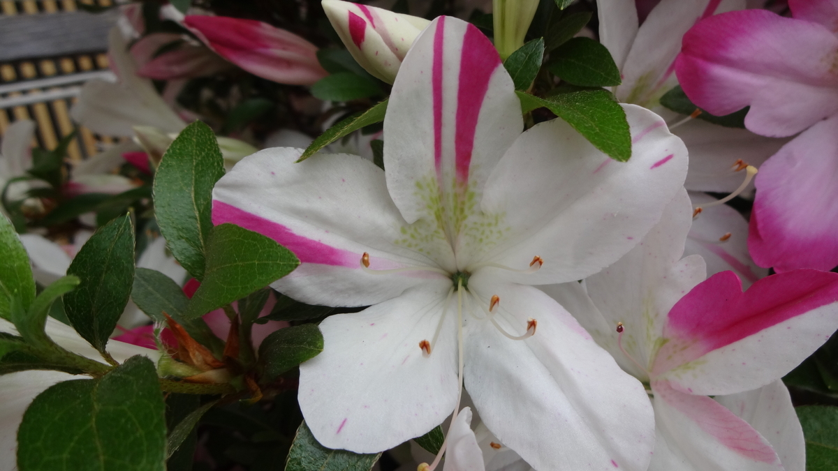 f:id:hidejirokun:20190518145629j:plain f:id:hidejirokun:20190518145629j:plain