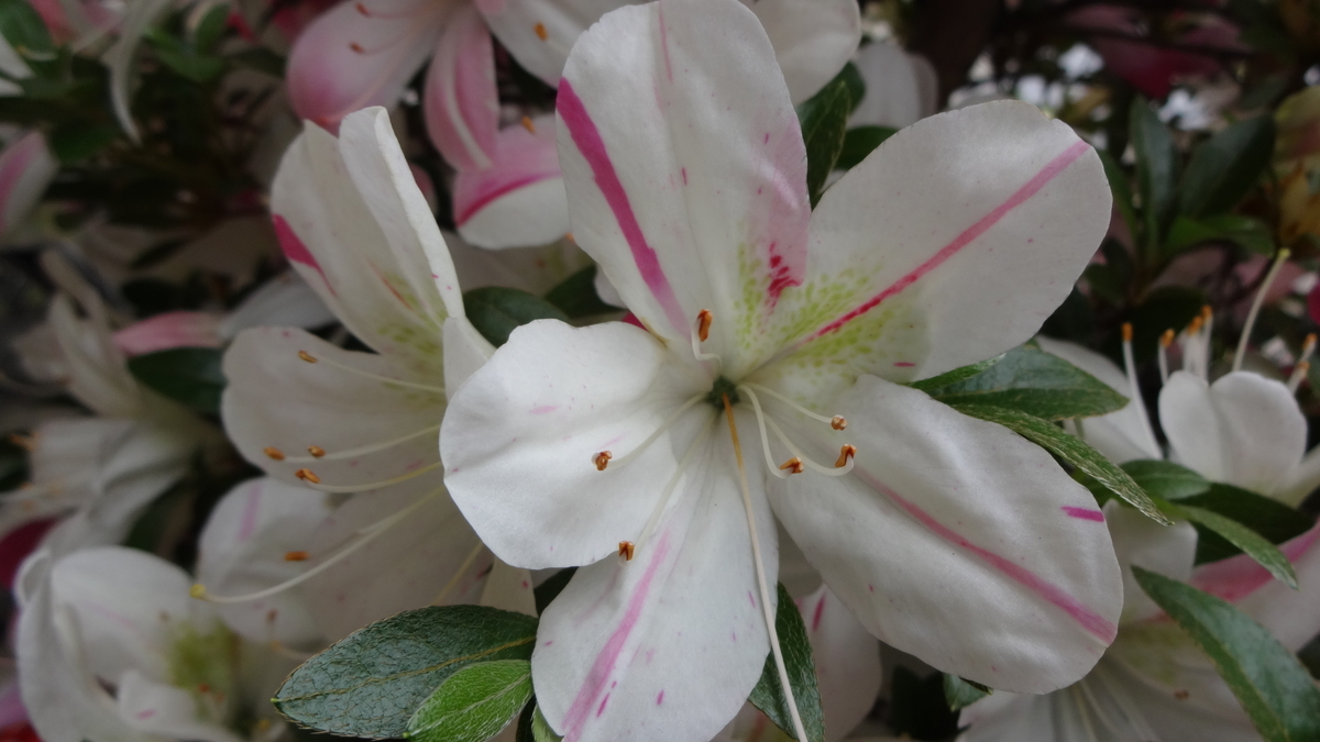 f:id:hidejirokun:20190518151015j:plain f:id:hidejirokun:20190518151015j:plain