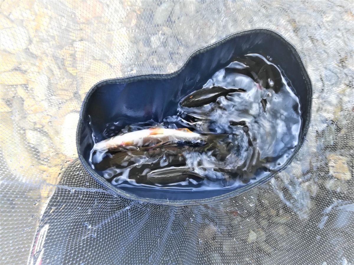f:id:hidejirokun:20190615160844j:plain f:id:hidejirokun:20190615160844j:plain