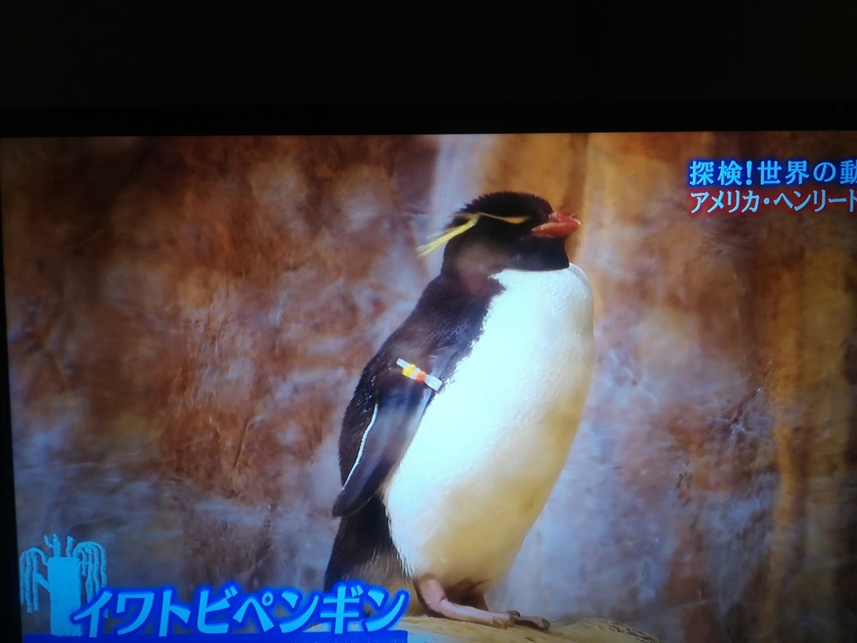 f:id:hidejirokun:20190721174344j:plain f:id:hidejirokun:20190721174344j:plain