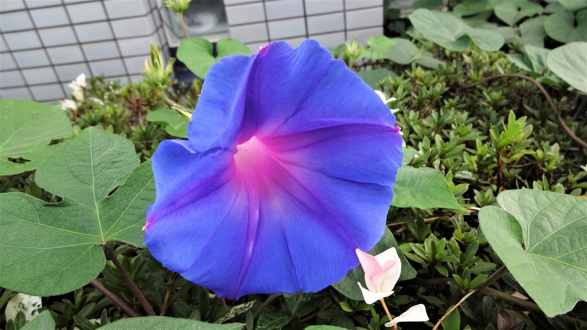 f:id:hidejirokun:20190928222830j:plain f:id:hidejirokun:20190928222830j:plain
