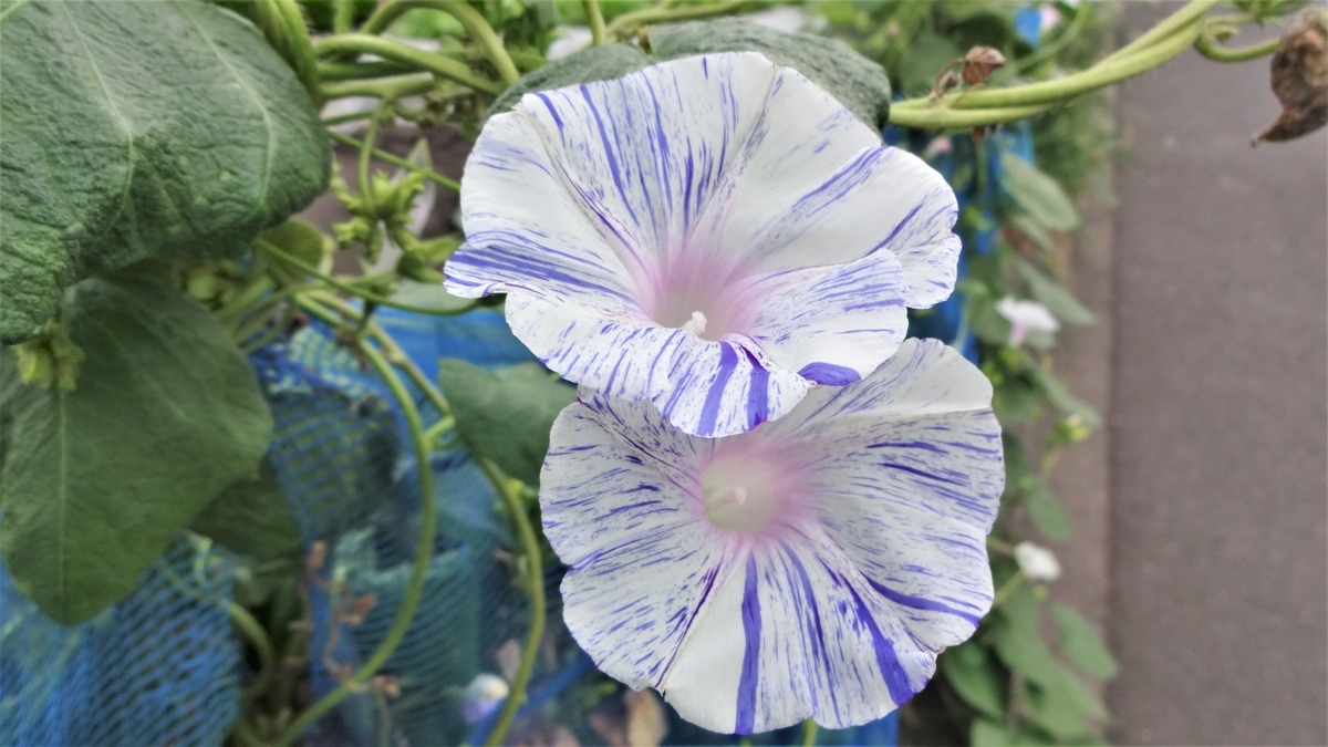 f:id:hidejirokun:20190928222921j:plain f:id:hidejirokun:20190928222921j:plain