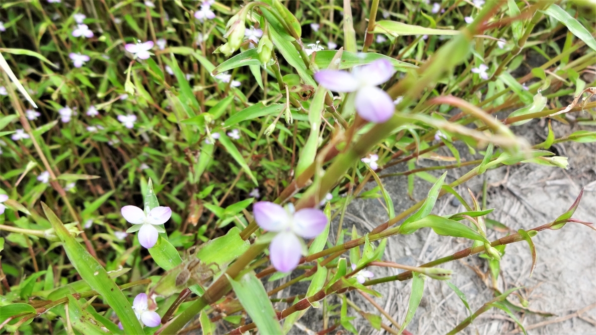 f:id:hidejirokun:20190928225318j:plain f:id:hidejirokun:20190928225318j:plain