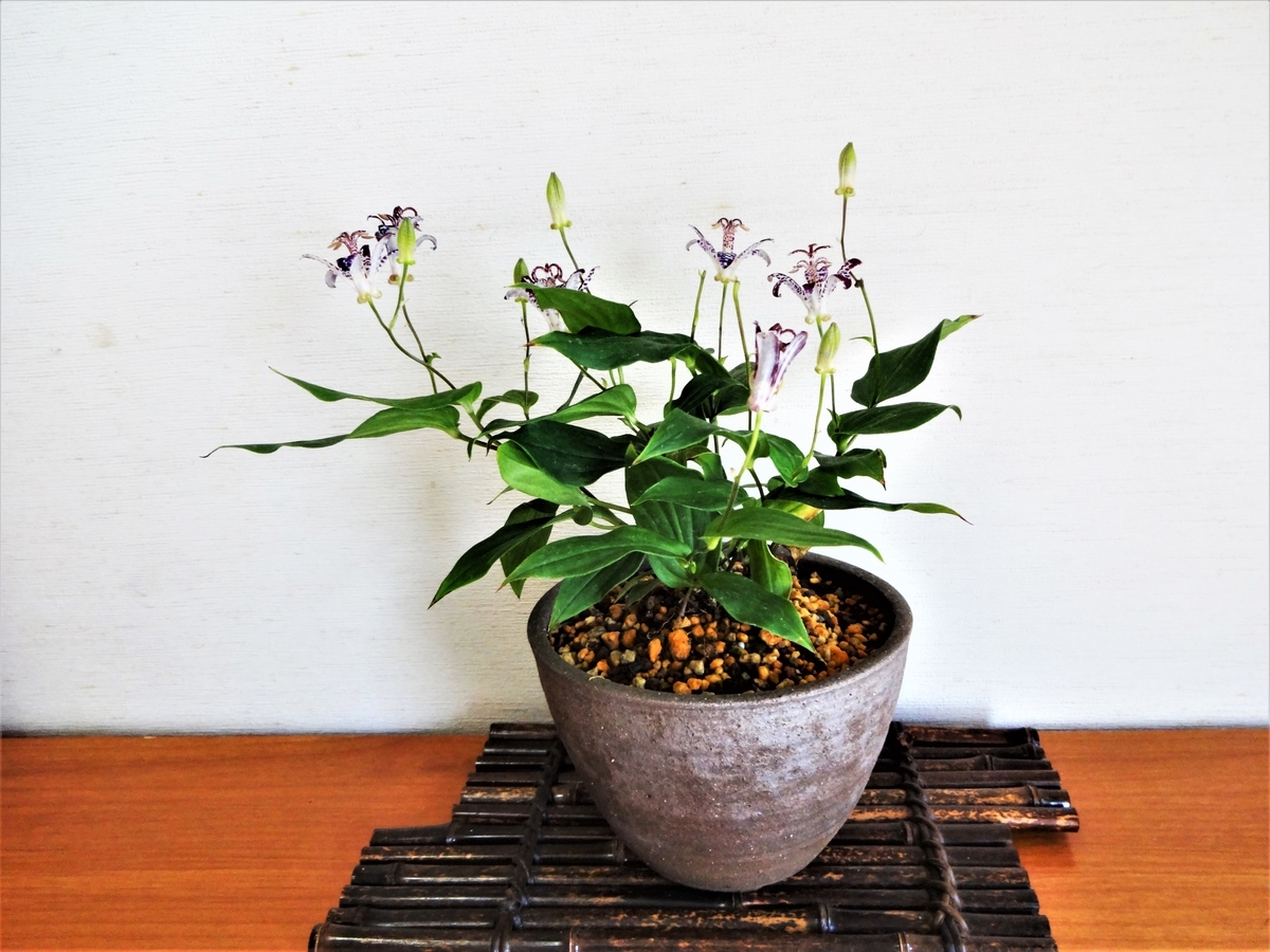 f:id:hidejirokun:20191005164511j:plain f:id:hidejirokun:20191005164511j:plain
