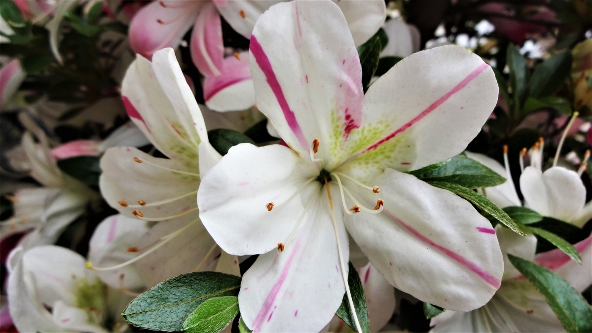 f:id:hidejirokun:20191005170704j:plain f:id:hidejirokun:20191005170704j:plain