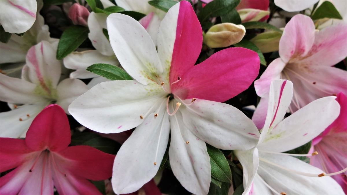 f:id:hidejirokun:20191005170734j:plain f:id:hidejirokun:20191005170734j:plain