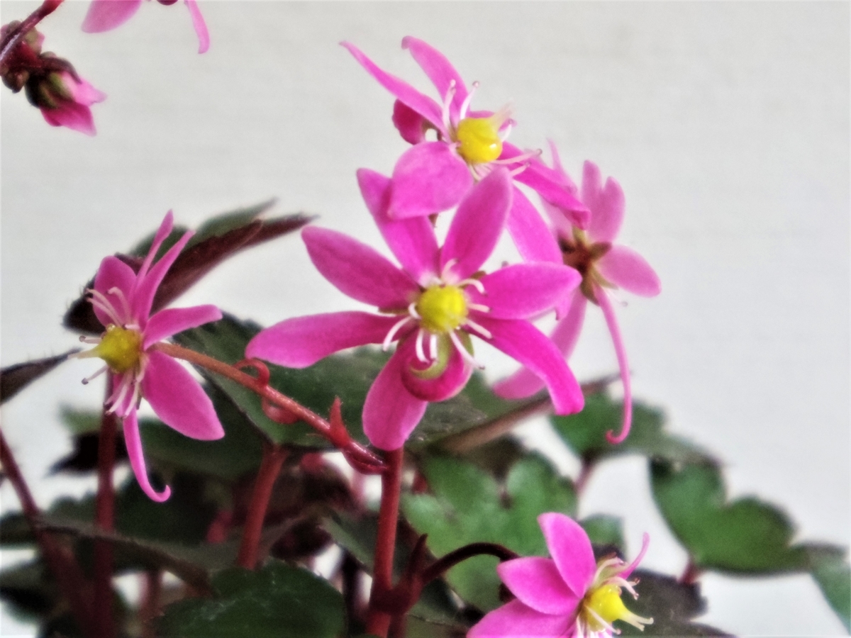 f:id:hidejirokun:20191126212352j:plain f:id:hidejirokun:20191126212352j:plain
