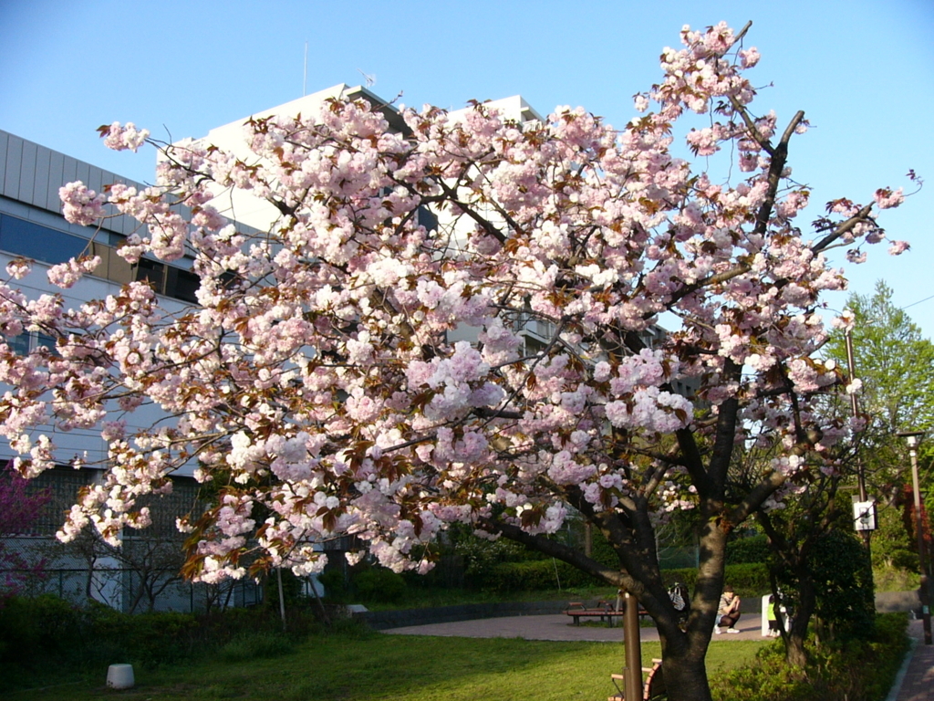 f:id:hideki-sansho:20170827194543j:plain f:id:hideki-sansho:20170827194543j:plain