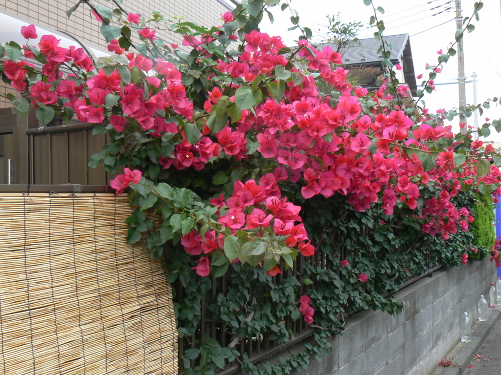 f:id:hideki-sansho:20171002090255j:plain f:id:hideki-sansho:20171002090255j:plain