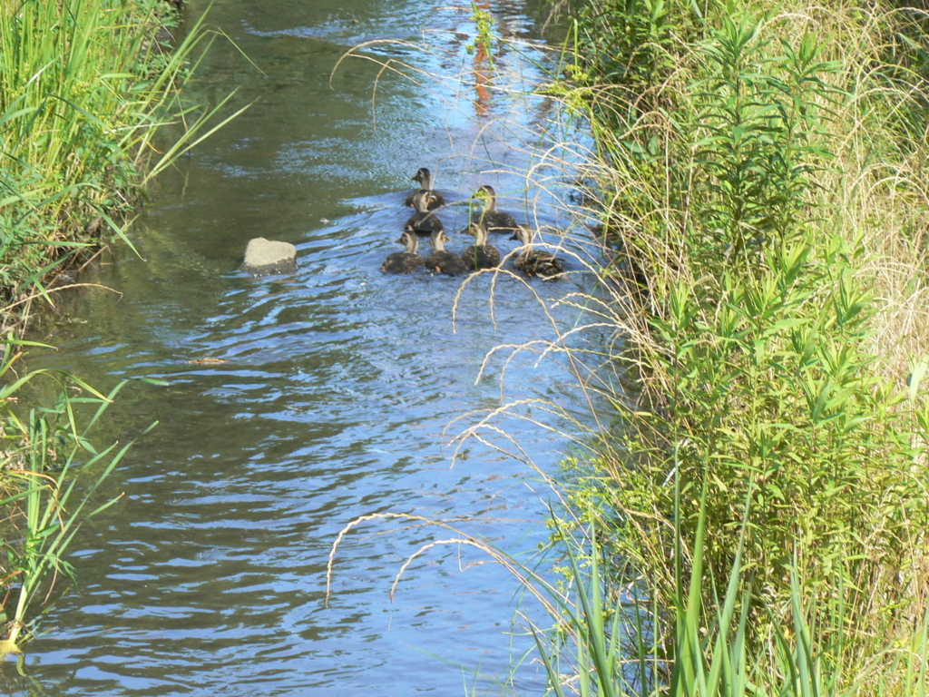 f:id:hideki-sansho:20171003091419j:plain