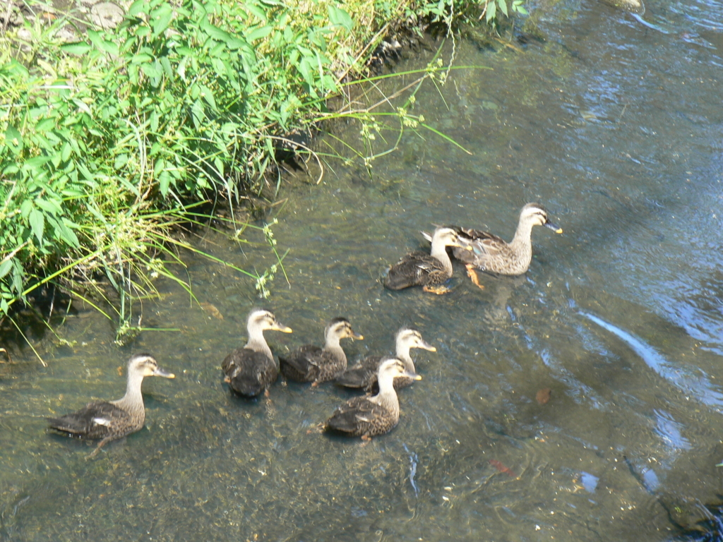 f:id:hideki-sansho:20171003091433j:plain