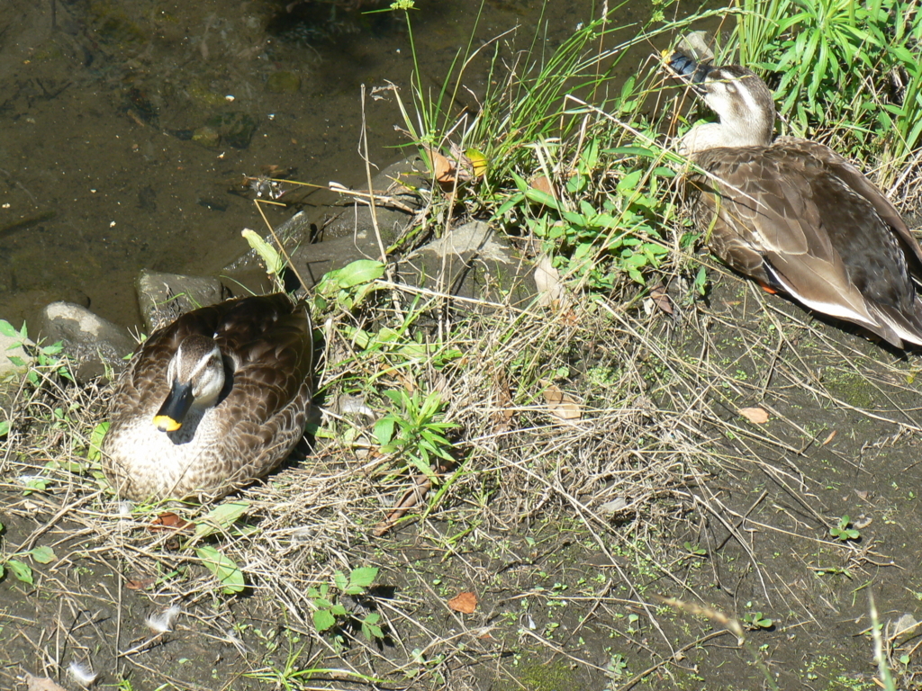 f:id:hideki-sansho:20171003091947j:plain