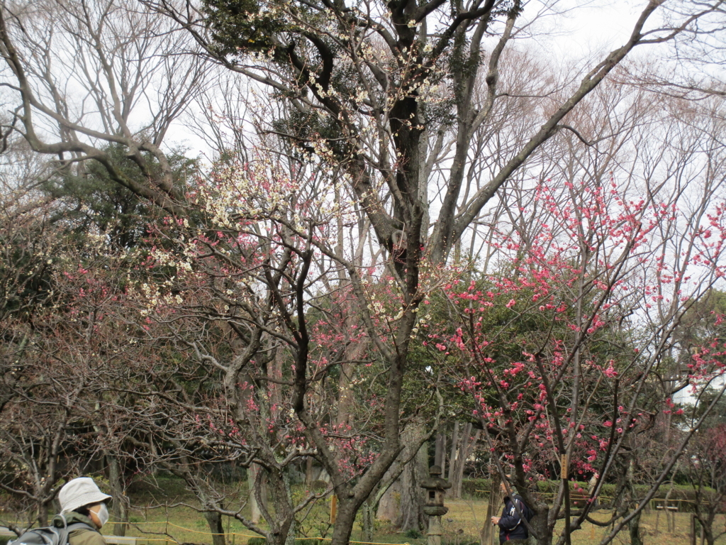 f:id:hideki-sansho:20180203150629j:plain