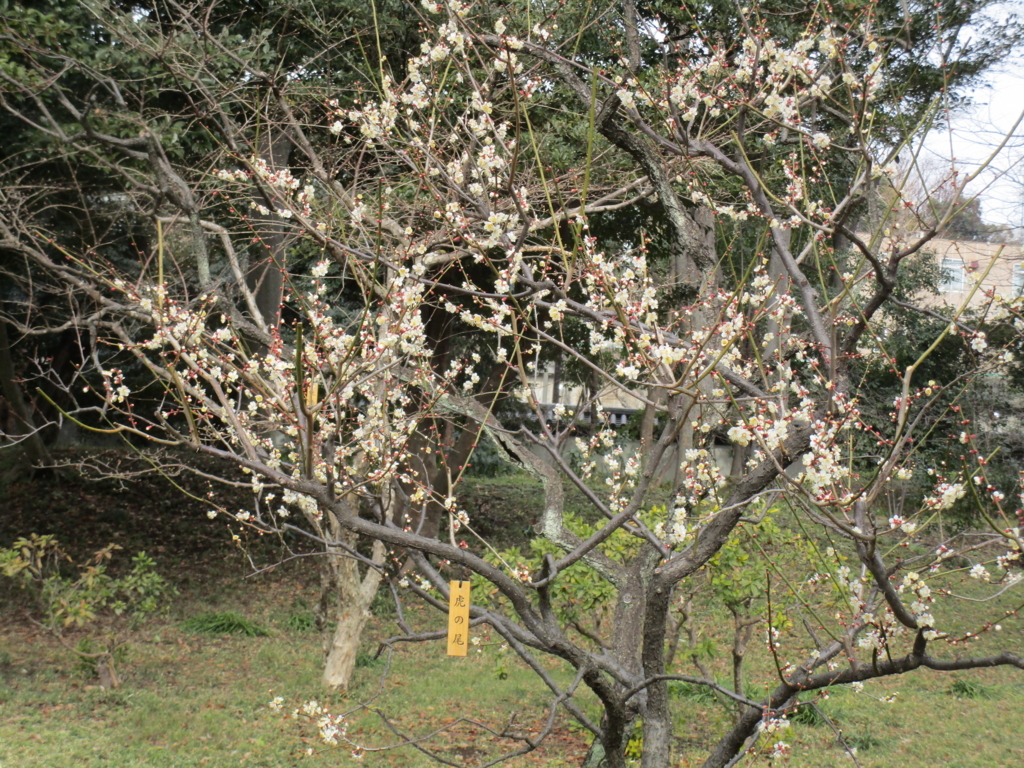 f:id:hideki-sansho:20180203150753j:plain