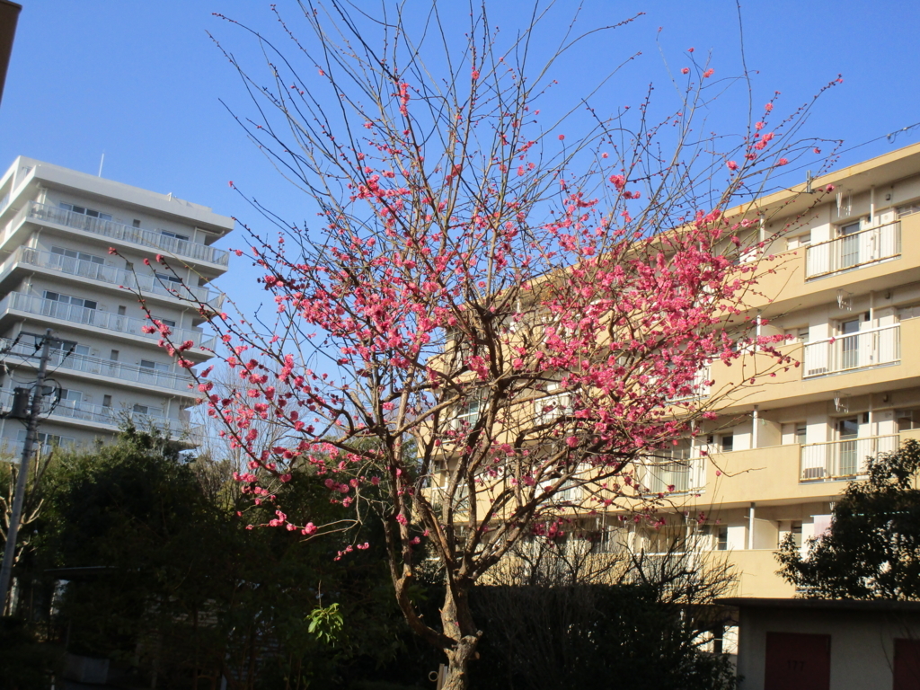 f:id:hideki-sansho:20180221075756j:plain f:id:hideki-sansho:20180221075756j:plain
