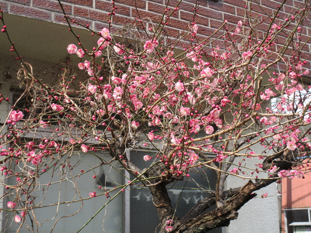 f:id:hideki-sansho:20180301071657j:plain f:id:hideki-sansho:20180301071657j:plain