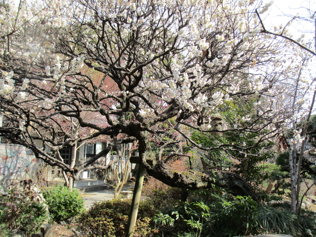 f:id:hideki-sansho:20180301071830j:plain f:id:hideki-sansho:20180301071830j:plain