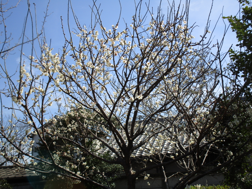 f:id:hideki-sansho:20180303182114j:plain f:id:hideki-sansho:20180303182114j:plain