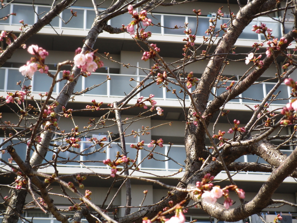 f:id:hideki-sansho:20180303195453j:plain f:id:hideki-sansho:20180303195453j:plain