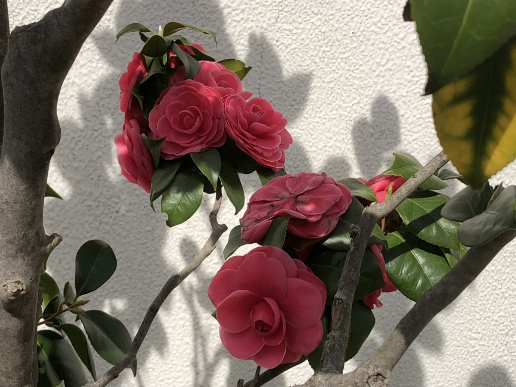 f:id:hideki-sansho:20180326165231j:plain