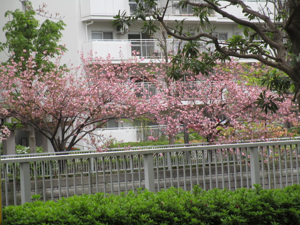 f:id:hideki-sansho:20180407162757j:plain f:id:hideki-sansho:20180407162757j:plain