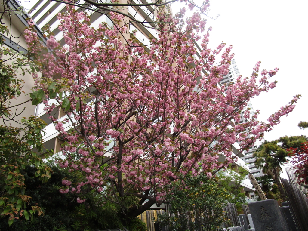 f:id:hideki-sansho:20180407172914j:plain f:id:hideki-sansho:20180407172914j:plain