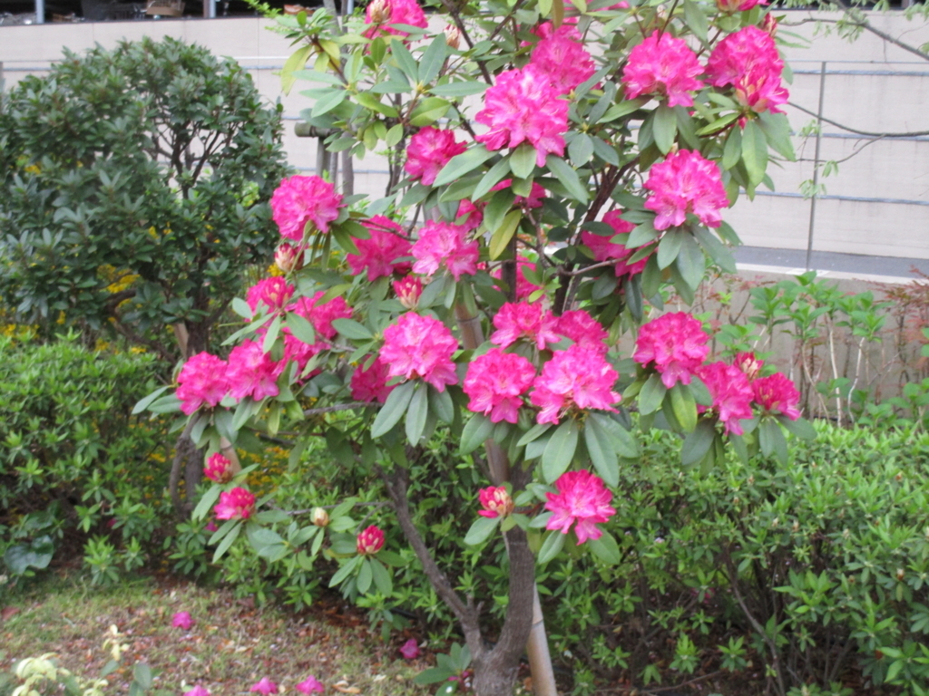 f:id:hideki-sansho:20180407173050j:plain f:id:hideki-sansho:20180407173050j:plain