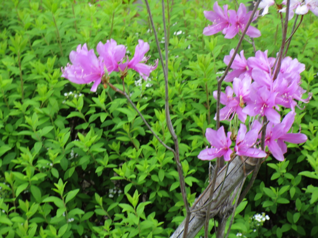 f:id:hideki-sansho:20180407173118j:plain f:id:hideki-sansho:20180407173118j:plain