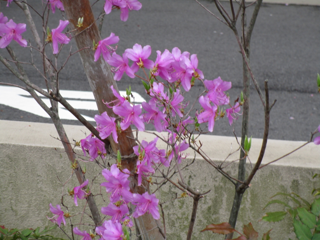 f:id:hideki-sansho:20180407173141j:plain f:id:hideki-sansho:20180407173141j:plain