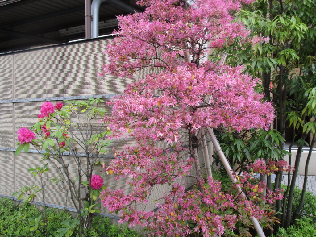 f:id:hideki-sansho:20180407173208j:plain f:id:hideki-sansho:20180407173208j:plain