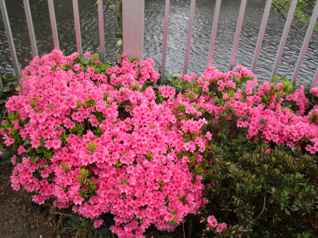 f:id:hideki-sansho:20180407173235j:plain f:id:hideki-sansho:20180407173235j:plain